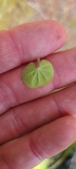 Dichondra repens