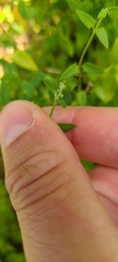 Chenopodium nutans