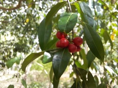 Huberantha nitidissima