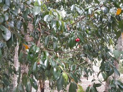 Huberantha nitidissima