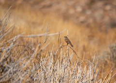 Emberiza capensis