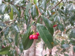 Huberantha nitidissima