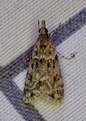 Eudonia heterosalis