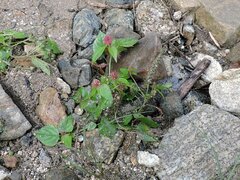 Acalypha californica