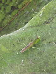 Odontomantis planiceps