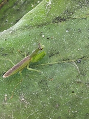 Odontomantis planiceps