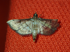 Marasmia poeyalis