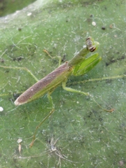 Odontomantis planiceps