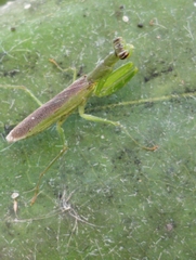 Odontomantis planiceps