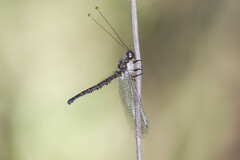 Suhpalacsa lyriformis