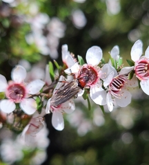 Dilophus nigrostigma