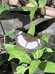 Janatella leucodesma