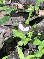 Janatella leucodesma