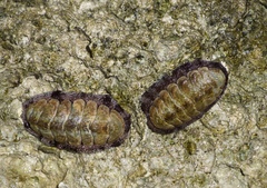 Acanthopleura granulata