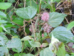 Acalypha californica