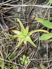 Pinguicula lutea