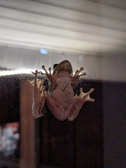 Hyla gratiosa
