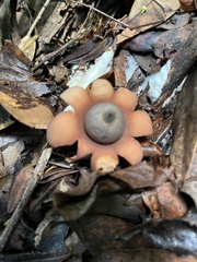 Geastrum javanicum