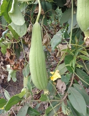 Luffa