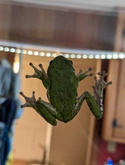 Hyla gratiosa