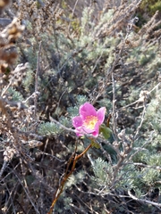 Rosa spithamea