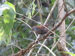 Cantorchilus semibadius