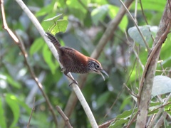 Cantorchilus semibadius