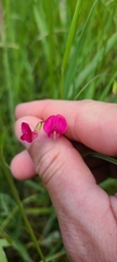 Lathyrus nissolia