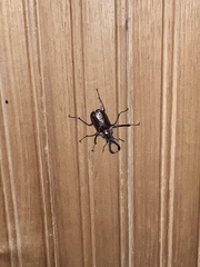 Sphaenognathus bellicosus