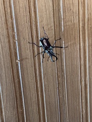 Sphaenognathus bellicosus