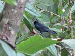 Cyanoloxia cyanoides