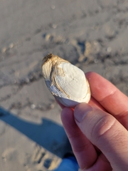Mya arenaria