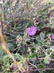 Mirabilis laevis