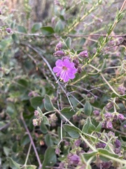 Mirabilis laevis