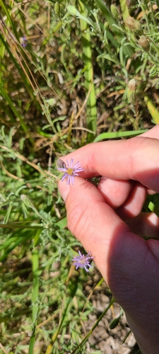 Image of Vittadinia gracilis by no rights reserved