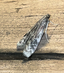 Euzophera semifuneralis