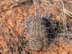 Echinocereus engelmannii fasciculatus