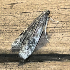 Euzophera semifuneralis