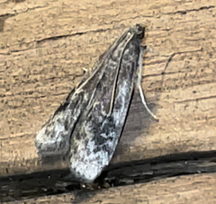 Euzophera semifuneralis