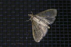 Herpetogramma