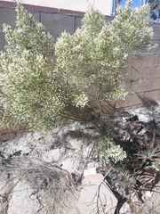 Baccharis sarothroides
