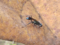 Chalybion bengalense