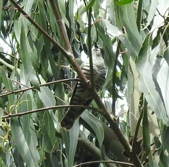 Chrysococcyx lucidus