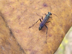 Chalybion bengalense