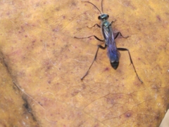 Chalybion bengalense