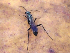 Chalybion bengalense