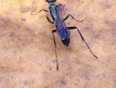 Chalybion bengalense