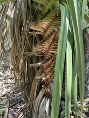 Pandanus spiralis