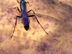 Chalybion bengalense