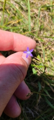 Wahlenbergia violacea